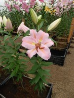 [3258 Catcher World B No01.JPG]